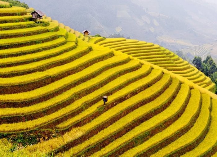 <span>Mùa lúa chín </span>MÙ CANG CHẢI
